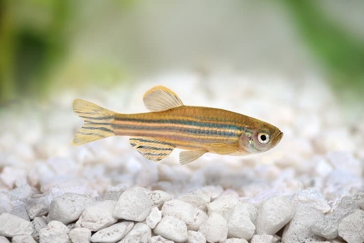 Gold Zebra Danio